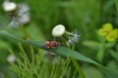 /album/fotogalerij/heemtuin07-05-14-103-jpg/